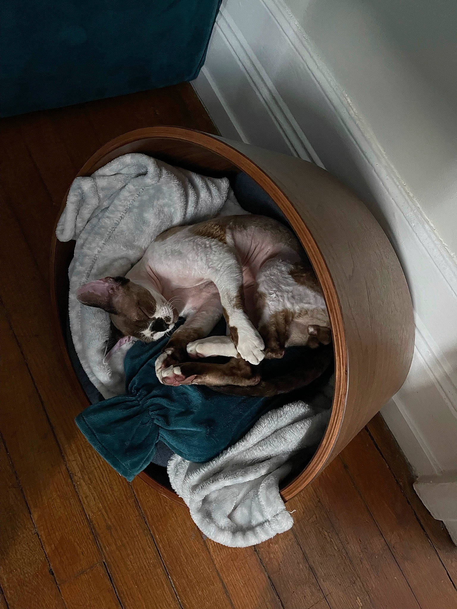 Schwarzy participe au concours pour gagner de l'argent avec cette photo : art, automotive_wheel_system, carnivore, cat, cat_supply, club_chair, comfort, fawn, felidae, floor, flooring, grey, hardwood, room, sculpture, small_to_medium_sized_cats, tail, whiskers, wood, wood_flooring