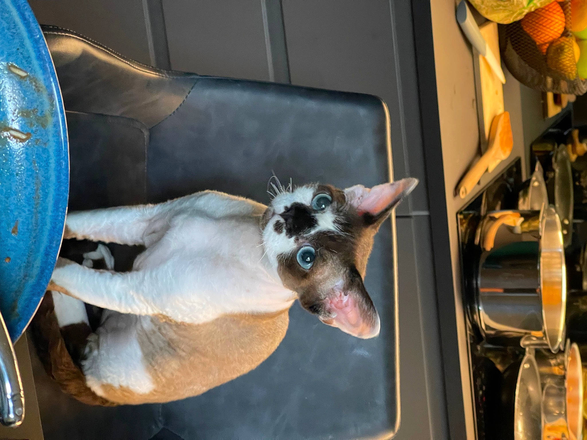 Schwarzy a rejoint le concours — aidez-le/la à gagner de superbes lots ! auto_part, automotive_design, automotive_tire, automotive_wheel_system, carnivore, companion_dog, couch, dog_breed, fawn, felidae, fixture, fur, gas, rim, siamese, snout, sporting_group, tail, vehicle_door, window