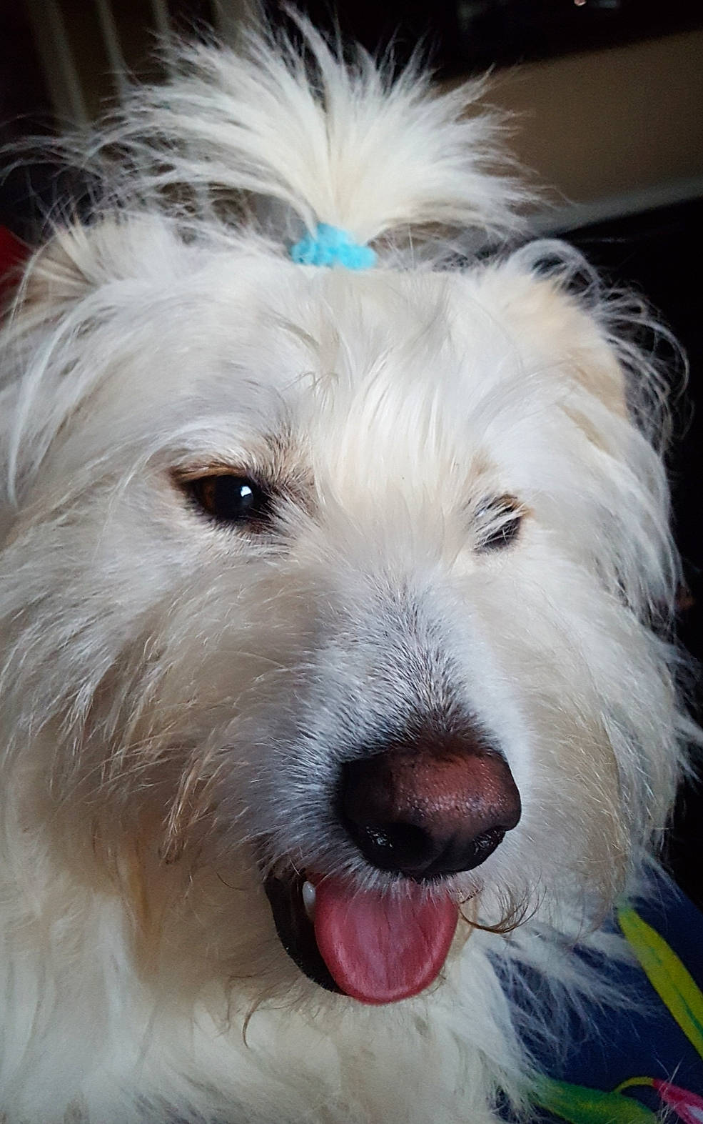 Bella joined the competition — help win amazing prizes! canidae, carnivore, companion_dog, dog, dog_breed, fur, giant_dog_breed, maltepoo, non_sporting_group, small_terrier, snout, sporting_group, terrier, toy_dog, whiskers, working_animal