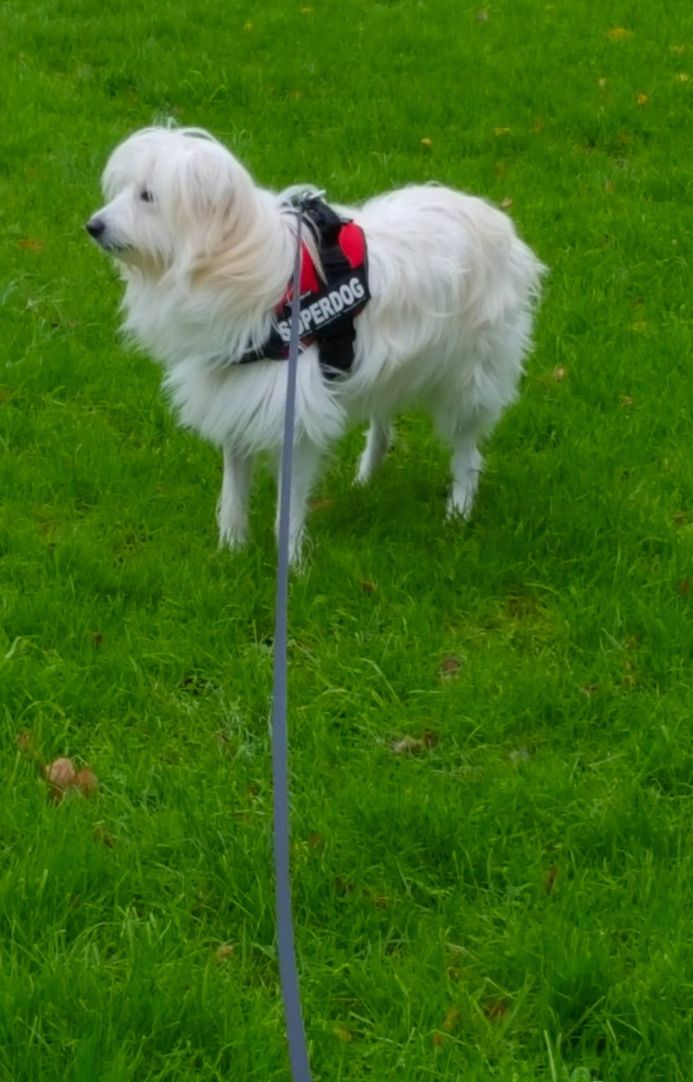 Bella is registered to the contest to win money with this photo: carnivore, chair, collar, companion_dog, dog, dog_breed, dog_collar, dog_supply, fashion_accessory, fur, grass, grassland, leash, non_sporting_group, plant, recreation, sporting_group, tail, toy_dog, working_animal