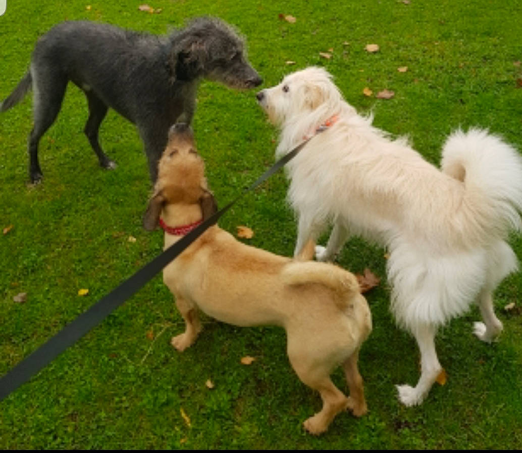 Bella joined the competition — help win amazing prizes! canidae, carnivore, chair, collar, companion_dog, dog, dog_breed, dog_collar, dog_supply, fashion_accessory, fawn, garden_hose, grass, gun_dog, leash, pet_supply, sporting_group, tail, working_animal, working_dog