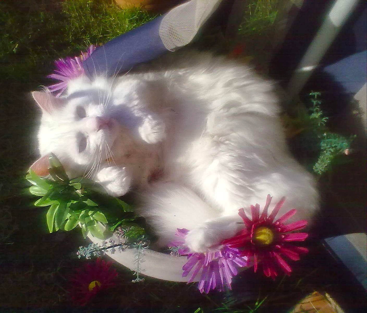 Malibu joined the competition — help win amazing prizes! annual_plant, art, artificial_flower, carnivore, companion_dog, cut_flowers, event, feather, felidae, flower, flower_arranging, flowering_plant, fur, grass, paw, petal, plant, small_to_medium_sized_cats, tail, whiskers