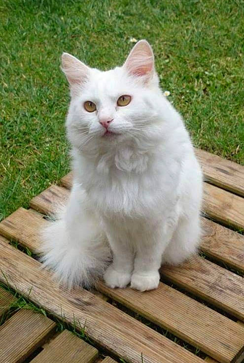 Malibu is registered to the contest to win money with this photo: british_longhair, carnivore, cat, felidae, fur, grass, hardwood, iris, paw, plank, sitting, small_to_medium_sized_cats, snout, tail, terrestrial_animal, whiskers, wood