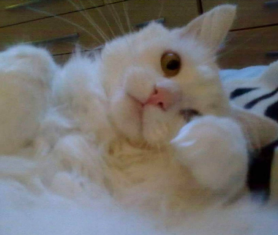 Malibu joined the competition — help win amazing prizes! carnivore, cat, claw, comfort, eye, fawn, felidae, fur, paw, small_to_medium_sized_cats, snout, whiskers