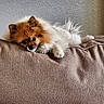 Trinket is registered to the contest to win money with this photo: animal, brown, companion, couch, cozy, cute, dog, ears, face, fluffy, fur, home, indoor, lying_down, pet, pomeranian, relaxed, resting, small_dog, tail
