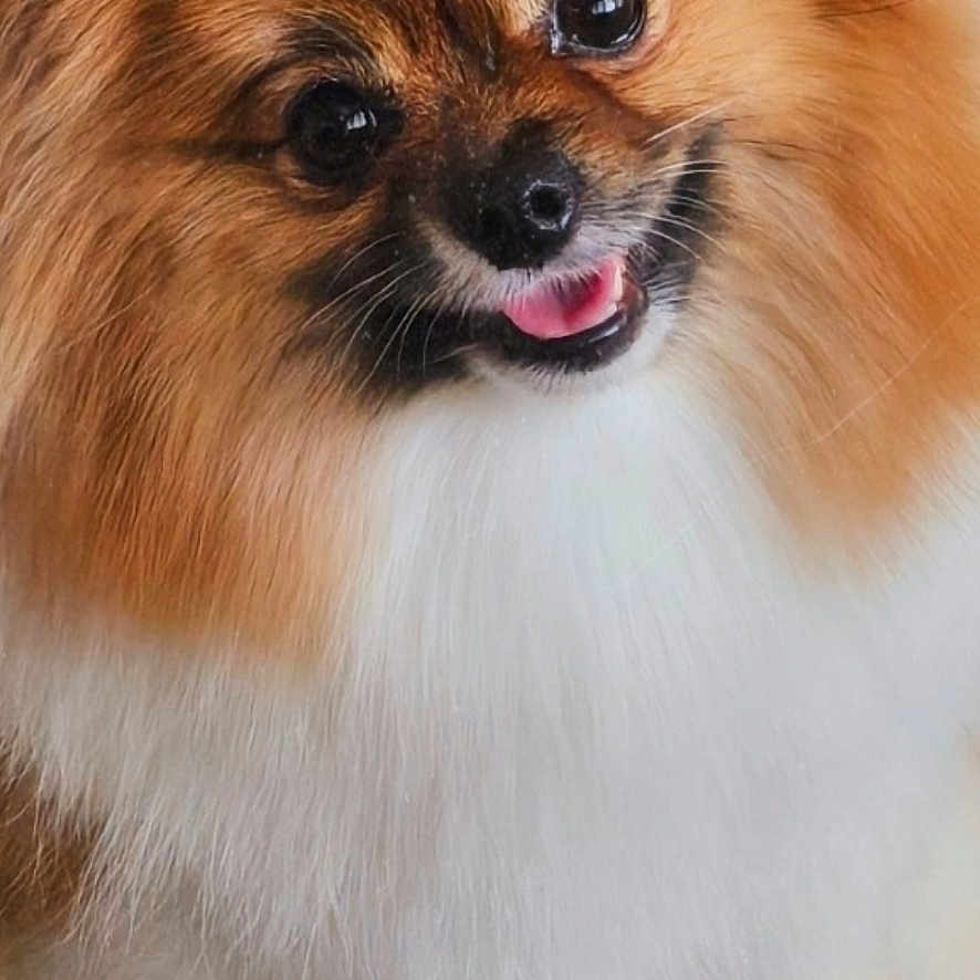 Trinket