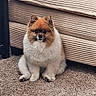 Trinket is registered to the contest to win money with this photo: animal, beige, brown, carpet, companion, couch, cute, dog, domestic, ears, face, fluffy, fur, furniture, indoor, looking, pet, pomeranian, sitting, small_dog