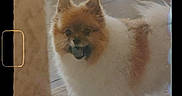 Trinket joined the competition — help win amazing prizes! animal, brown, canine, cute, dog, domestic, film_slide, fluffy, furry, household, indoor, looking, nostalgic, pet, portrait, small_dog, standing, tile_floor, vintage, white