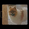 dog, fluffy, indoor, tile_floor, brown, white, pet, animal, portrait, nostalgic, film_slide, vintage, furry, canine, domestic, cute, small_dog, standing, looking, household