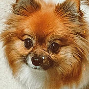 Trinket joined the competition — help win amazing prizes! adorable, animal, brown_fur, canine, close_up, companion, cute, dog, domestic_animal, ears, eyes, face, fluffy, furry, nose, pet, pomeranian, portrait, small_dog, white_fur