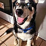 Adès participe au concours pour gagner de l'argent avec cette photo : dog, husky, heterochromia, blue_bow_tie, pet, indoor, tile_floor, sunlight, shadow, smiling, tongue_out, ears_up, black_and_white_fur, close_up, canine, happy, domestic_animal, companion, animal_portrait, cute