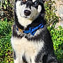 Adès a rejoint le concours — aidez-le/la à gagner de superbes lots ! dog, husky, heterochromia, blue_bow_tie, collar, outdoor, grass, stone_wall, greenery, sunlight, pet, sitting, portrait, animal, canine, fur, ears, face, eyes, nature