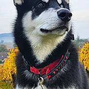Adès participe au concours pour gagner de l'argent avec cette photo : dog, husky, black_and_white, collar, leash, outdoor, nature, grass, trees, autumn, fence, sky, portrait, pet, animal, canine, fur, ears, snout, watchful