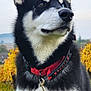 dog, husky, black_and_white, collar, leash, outdoor, nature, grass, trees, autumn, fence, sky, portrait, pet, animal, canine, fur, ears, snout, watchful