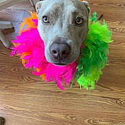 Karlee is registered to the contest to win money with this photo: dog, feathers, colorful, boa, pet, close_up, indoor, wooden_floor, looking_up, portrait, cute, expression, animal, decorative, costume, playful, furry, domestic_animal, adorable, funny