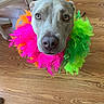 dog, feathers, colorful, boa, pet, close_up, indoor, wooden_floor, looking_up, portrait, cute, expression, animal, decorative, costume, playful, furry, domestic_animal, adorable, funny