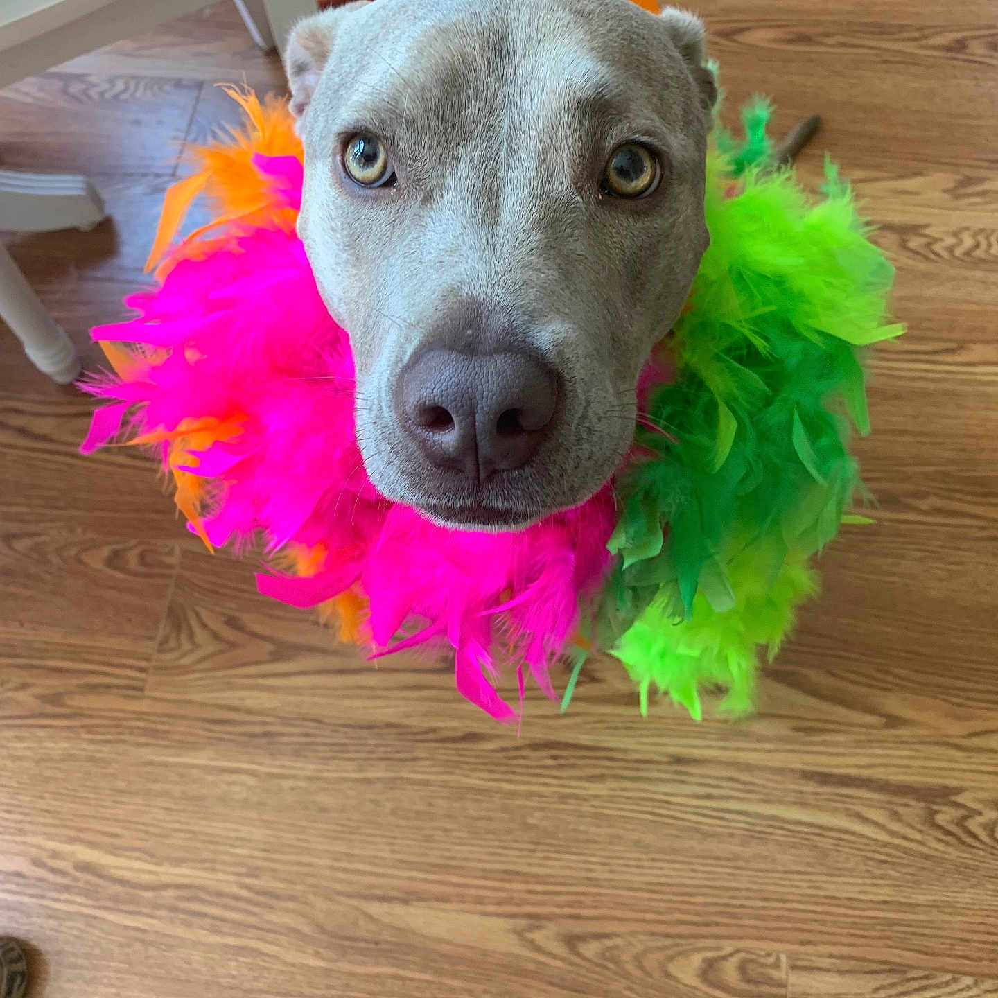 Karlee is registered to the contest to win money with this photo: dog, feathers, colorful, boa, pet, close_up, indoor, wooden_floor, looking_up, portrait, cute, expression, animal, decorative, costume, playful, furry, domestic_animal, adorable, funny