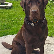Philippe a rejoint le concours — aidez-le/la à gagner de superbes lots ! animal, backyard, canine, chocolate_labrador, collar, concrete, daylight, dog, fence, garden, grass, hedge, house, labrador_retriever, nature, outdoor, pet, sitting, window, wooden_house