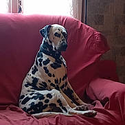 Oxana a rejoint le concours — aidez-le/la à gagner de superbes lots ! dalmatian, dog, pet, animal, sitting, couch, red_couch, indoor, window, curtains, leash, collar, fur, black_spots, white_fur, relaxed, home, furniture, daylight, quiet