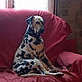 dalmatian, dog, pet, animal, sitting, couch, red_couch, indoor, window, curtains, leash, collar, fur, black_spots, white_fur, relaxed, home, furniture, daylight, quiet