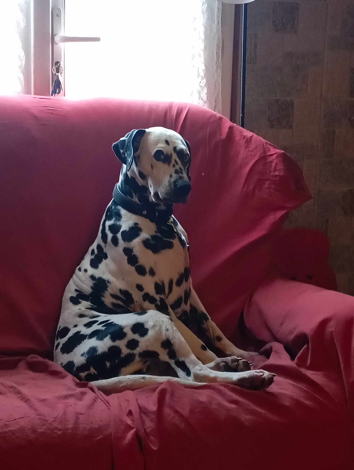 Oxana a rejoint le concours — aidez-le/la à gagner de superbes lots ! dalmatian, dog, pet, animal, sitting, couch, red_couch, indoor, window, curtains, leash, collar, fur, black_spots, white_fur, relaxed, home, furniture, daylight, quiet