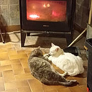 Yoda participe au concours pour gagner de l'argent avec cette photo : animal, cat, cats, comfort, companion, cozy, feline, fire, fireplace, floor, grey_cat, home, indoor, pet, quiet, relaxing, resting, tiled_floor, warmth, white_cat