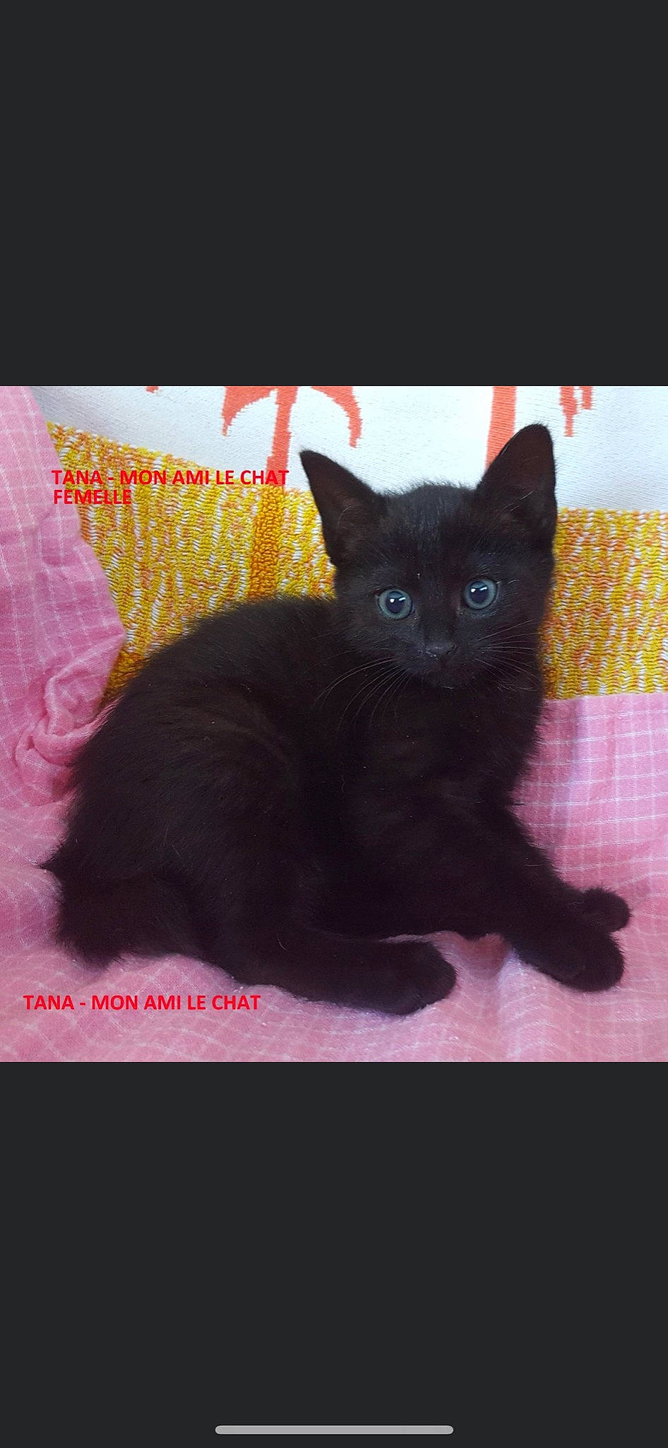 Tana a rejoint le concours — aidez-le/la à gagner de superbes lots ! black_cat, bombay, carnivore, cat, cat_supply, claw, comfort, domestic_short_haired_cat, felidae, fur, magenta, paw, rectangle, small_to_medium_sized_cats, tail, terrestrial_animal, whiskers