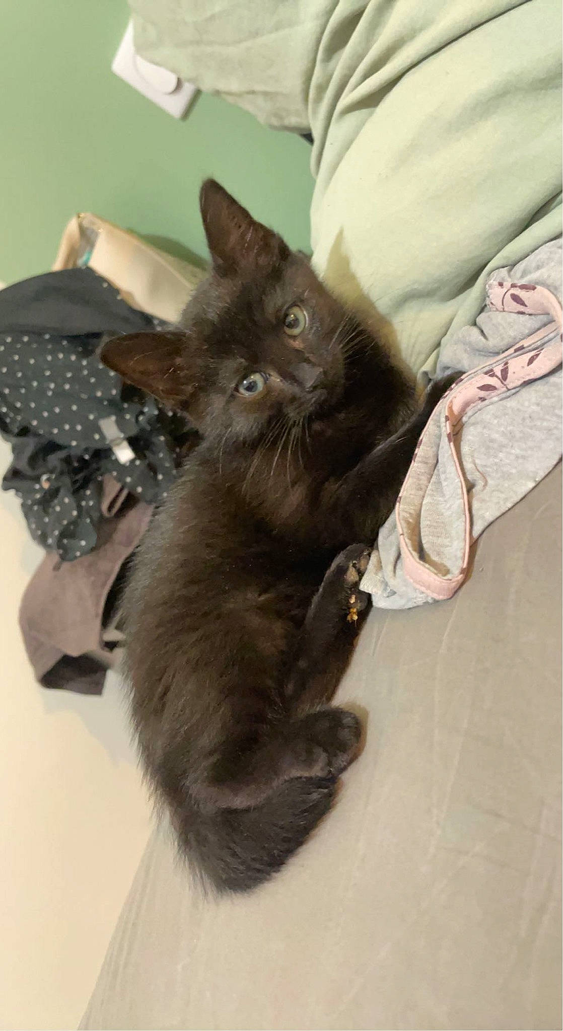 Tana participe au concours pour gagner de l'argent avec cette photo : black_cat, carnivore, cat, claw, comfort, domestic_short_haired_cat, ear, felidae, fur, grey, paw, small_to_medium_sized_cats, tail, whiskers