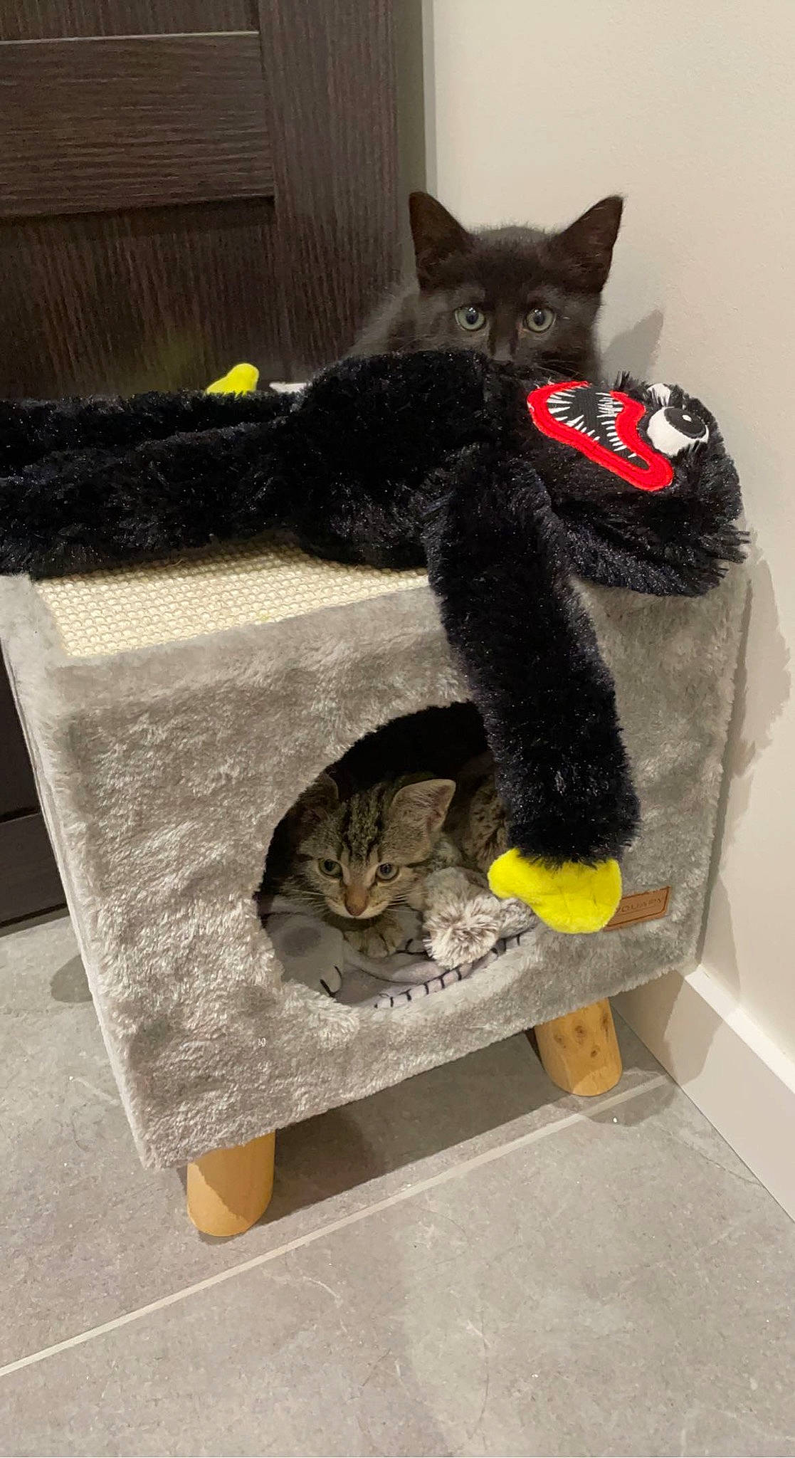 Tana participe au concours pour gagner de l'argent avec cette photo : black_cat, bombay, box, carnivore, cat, cat_furniture, cat_supply, cat_toy, claw, domestic_short_haired_cat, felidae, fur, grey, paw, pet_supply, room, shelf, small_to_medium_sized_cats, tail, whiskers