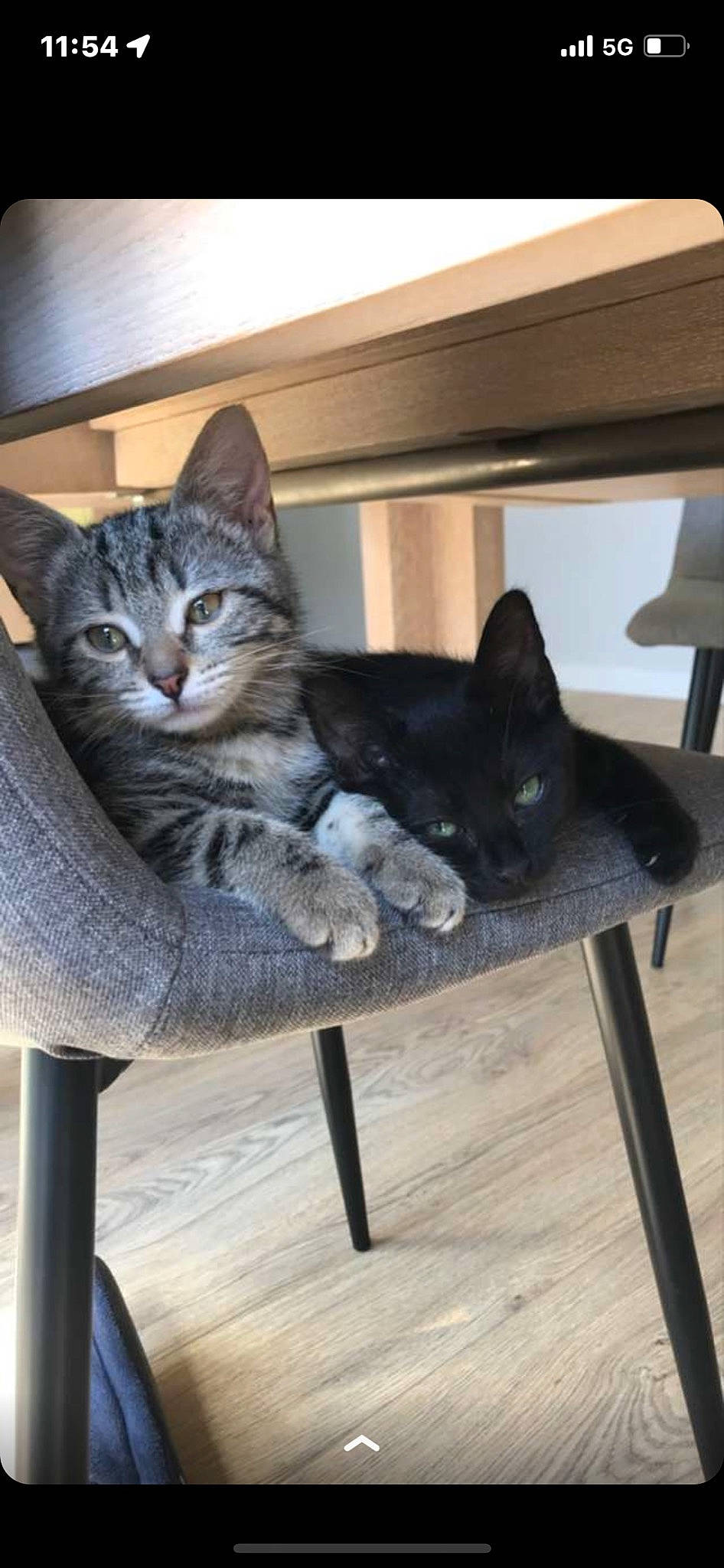 Tina participe au concours pour gagner de l'argent avec cette photo : carnivore, cat, chair, comfort, domestic_short_haired_cat, felidae, flooring, fur, grey, hardwood, mammal, sitting, small_to_medium_sized_cats, snout, table, tail, whiskers, window, wood, wood_flooring