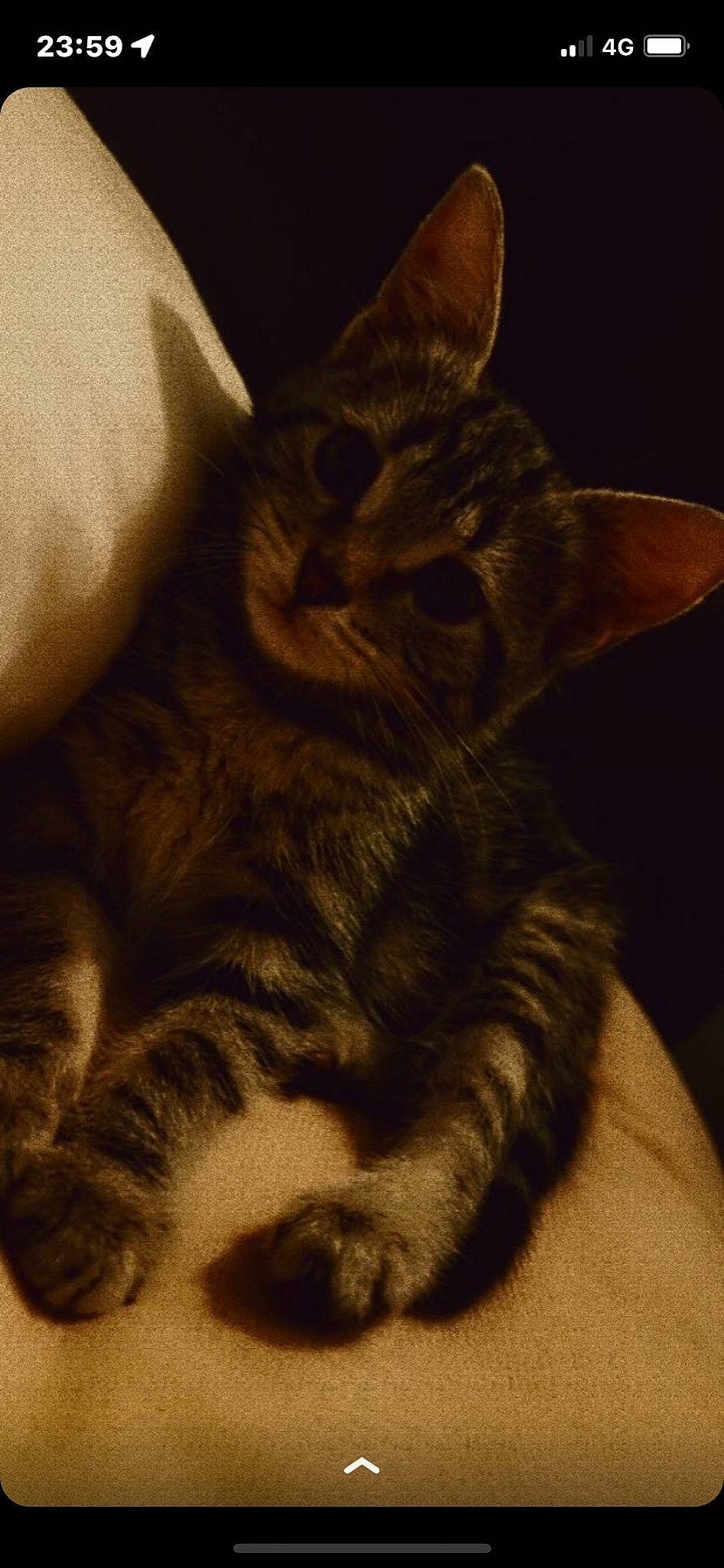 Tina participe au concours pour gagner de l'argent avec cette photo : carnivore, cat, claw, darkness, domestic_short_haired_cat, fawn, felidae, fur, iris, paw, sitting, small_to_medium_sized_cats, snout, tail, terrestrial_animal, whiskers, wildlife