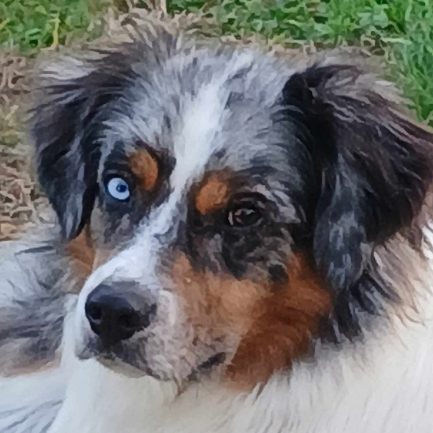 Yume a rejoint le concours — aidez-le/la à gagner de superbes lots ! animal, black_fur, blue_eye, brown_eye, brown_fur, canine, close_up, dog, ears, fur, grass, head, heterochromia, laying_down, nature, outdoor, pet, portrait, snout, white_fur
