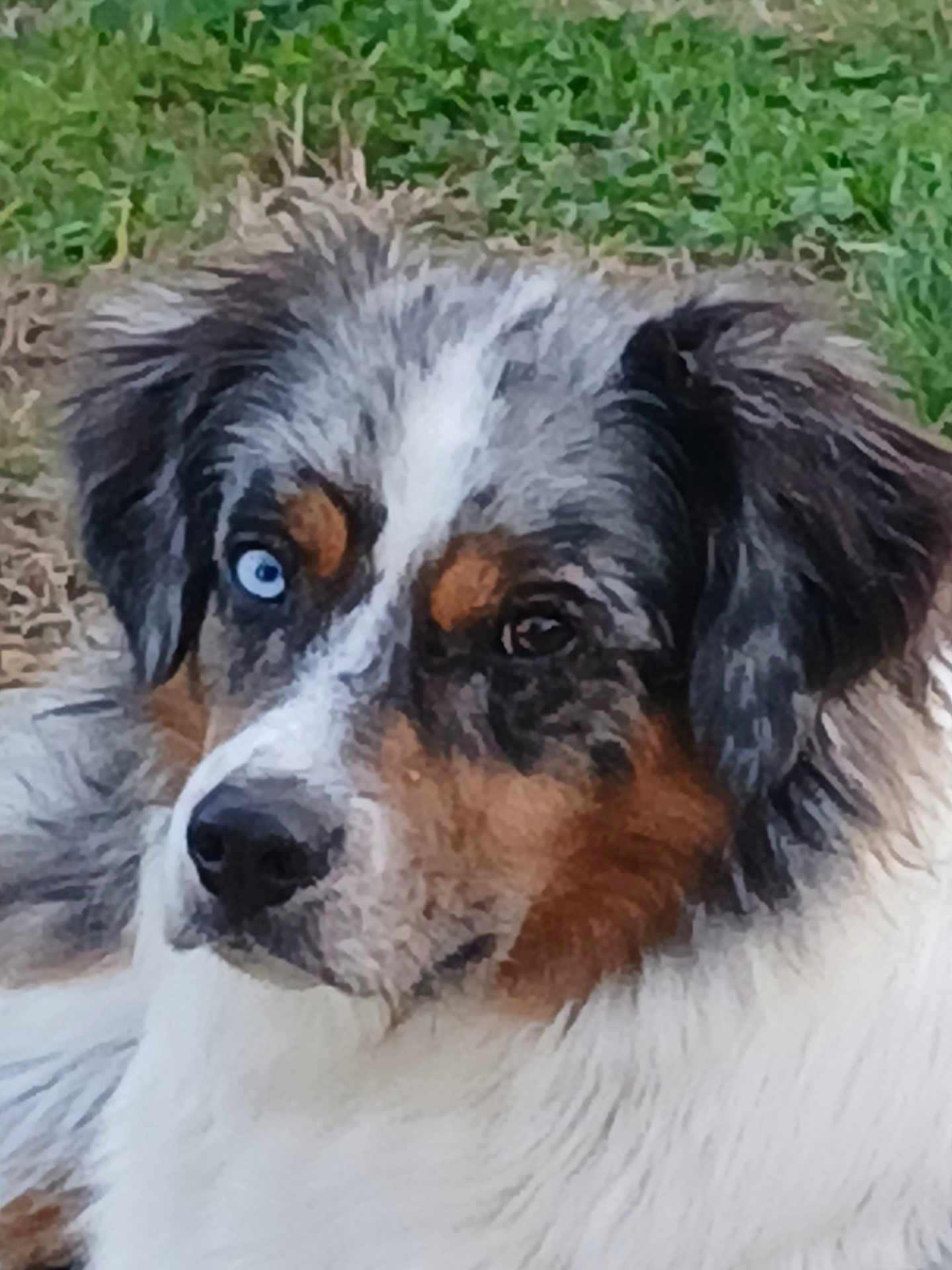 Yume a rejoint le concours — aidez-le/la à gagner de superbes lots ! animal, black_fur, blue_eye, brown_eye, brown_fur, canine, close_up, dog, ears, fur, grass, head, heterochromia, laying_down, nature, outdoor, pet, portrait, snout, white_fur