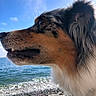 dog, close_up, profile, ocean, water, waves, rocks, shore, sky, blue_sky, outdoor, nature, pet, fur, whiskers, snout, ear, collar, reflection, peaceful