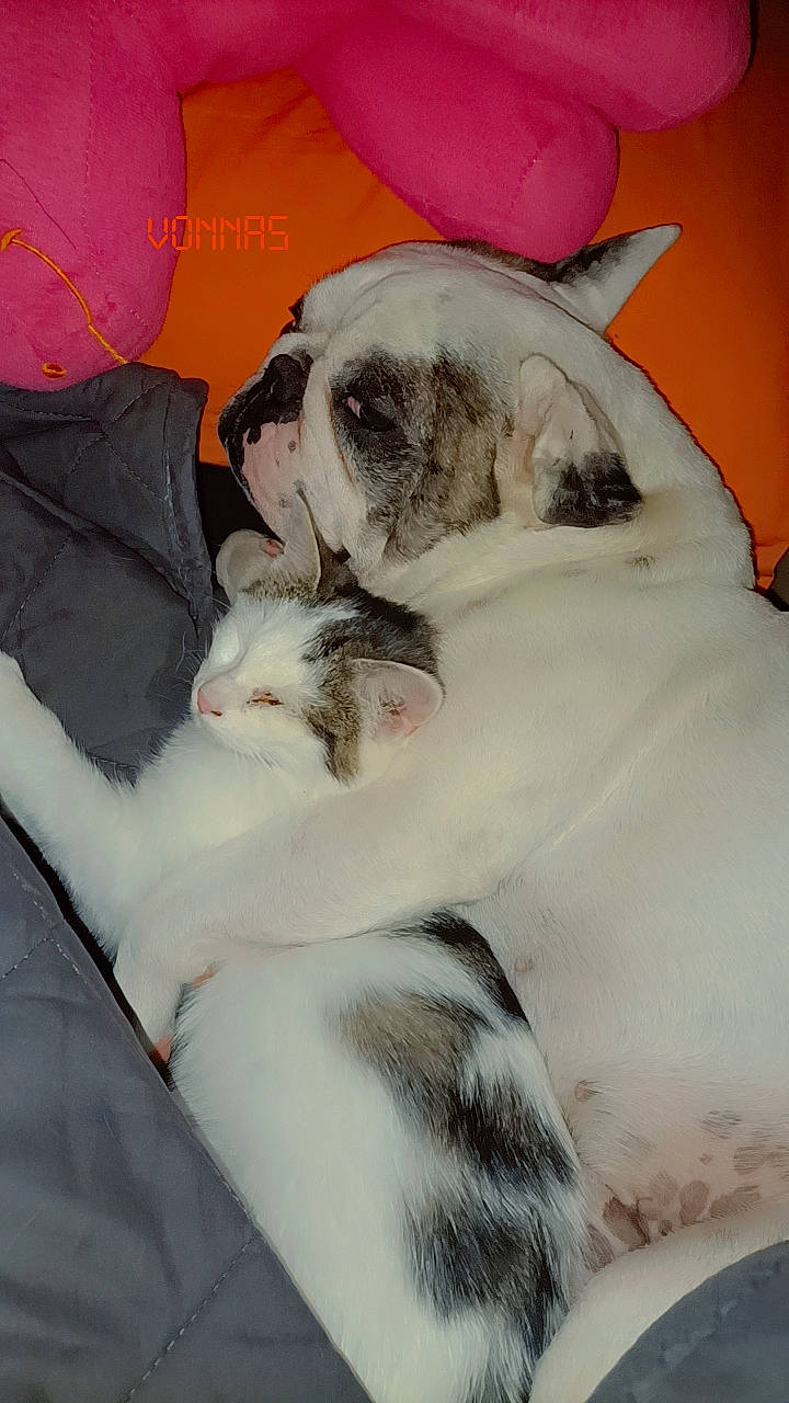 Snoop participe au concours pour gagner de l'argent avec cette photo : bulldog, canidae, carnivore, cat, comfort, companion_dog, dog_breed, fawn, felidae, fur, mammal, nap, paw, small_to_medium_sized_cats, snout, sporting_group, tail, terrestrial_animal, whiskers, working_animal