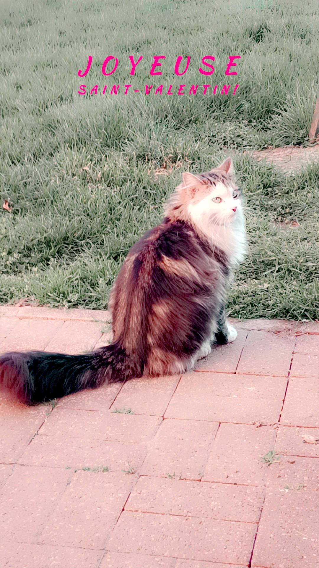 Bounty a rejoint le concours — aidez-le/la à gagner de superbes lots ! asphalt, carnivore, cat, domestic_short_haired_cat, fawn, felidae, font, fur, grass, paw, photo_caption, plant, road_surface, shadow, sidewalk, sitting, small_to_medium_sized_cats, tail, terrestrial_animal, whiskers