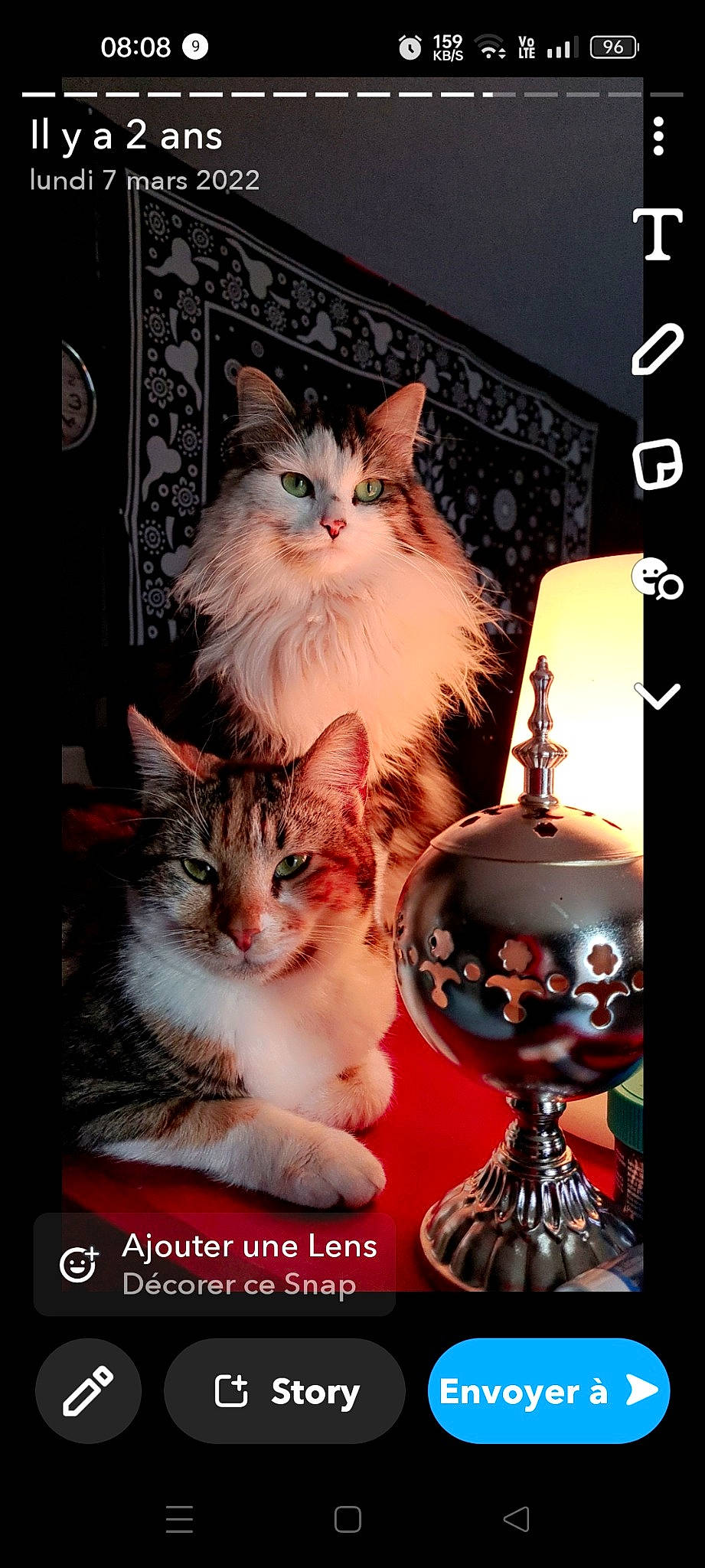 Bounty a rejoint le concours — aidez-le/la à gagner de superbes lots ! carnivore, cat, christmas_ornament, event, fawn, felidae, font, fur, holiday, lamp, ornament, paw, photo_caption, picture_frame, poster, small_to_medium_sized_cats, tail, whiskers