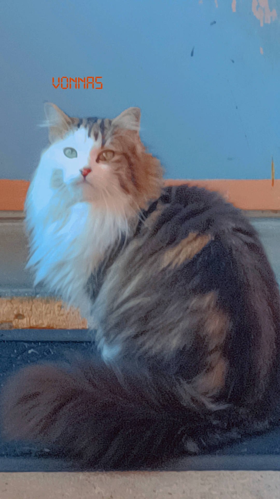 Bounty a rejoint le concours — aidez-le/la à gagner de superbes lots ! british_longhair, carnivore, cat, fawn, felidae, fur, paw, small_to_medium_sized_cats, snout, tail, terrestrial_animal, whiskers