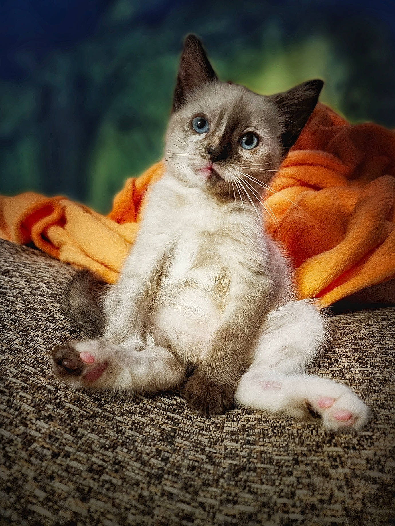 Lyra is registered to the contest to win money with this photo: carnivore, cat, claw, comfort, domestic_short_haired_cat, eye, fawn, felidae, foot, fur, paw, photo_caption, sitting, small_to_medium_sized_cats, snout, tail, terrestrial_animal, whiskers
