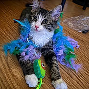 Chanel joined the competition — help win amazing prizes! kitten, cat, feather_boa, toy, wooden_floor, playful, pet, cute, indoor, fur, whiskers, paws, curious, young, animal, domestic, closeup, colorful, laying, attention