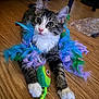 kitten, cat, feather_boa, toy, wooden_floor, playful, pet, cute, indoor, fur, whiskers, paws, curious, young, animal, domestic, closeup, colorful, laying, attention