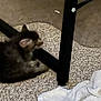 cat, carpet, table_leg, towel, indoor, small_cat, blur, furniture, floor, animal, pet, resting, brown_cat, white_towel, texture, corner, domestic, soft, quiet, cozy