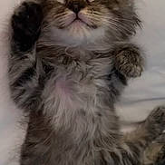 Chanel is registered to the contest to win money with this photo: kitten, cat, fluffy, sleepy, paw, fur, cute, pet, animal, lying_down, relaxed, whiskers, tabby, domestic_cat, close_up, adorable, sleeping, feline, bed, resting