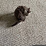 kitten, cat, animal, pet, fur, resting, sleeping, carpet, texture, shadow, indoor, cozy, gray, small, cute, feline, curled_up, tail, ears, quiet