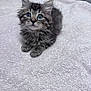 kitten, cat, gray_tabby, blue_eyes, fluffy, pet, animal, cute, feline, soft_blanket, indoor, young, small, whiskers, fur, paws, looking_up, curious, resting, adorable