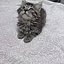 Chanel joined the competition — help win amazing prizes! kitten, cat, furry, blue_eyes, pet, animal, cute, soft, towel, indoor, small, adorable, fur, whiskers, young, looking_up, fluffy, domestic_cat, mammal, tabby