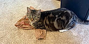 Pretty joined the competition — help win amazing prizes! tabby_cat, cat, plastic_bag, carpet, indoor, feline, pet, animal, green_eyes, door, floor, black_furniture, looking, curious, lying_down, domestic, whiskers, ears, tail, home