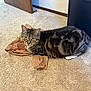 tabby_cat, cat, plastic_bag, carpet, indoor, feline, pet, animal, green_eyes, door, floor, black_furniture, looking, curious, lying_down, domestic, whiskers, ears, tail, home