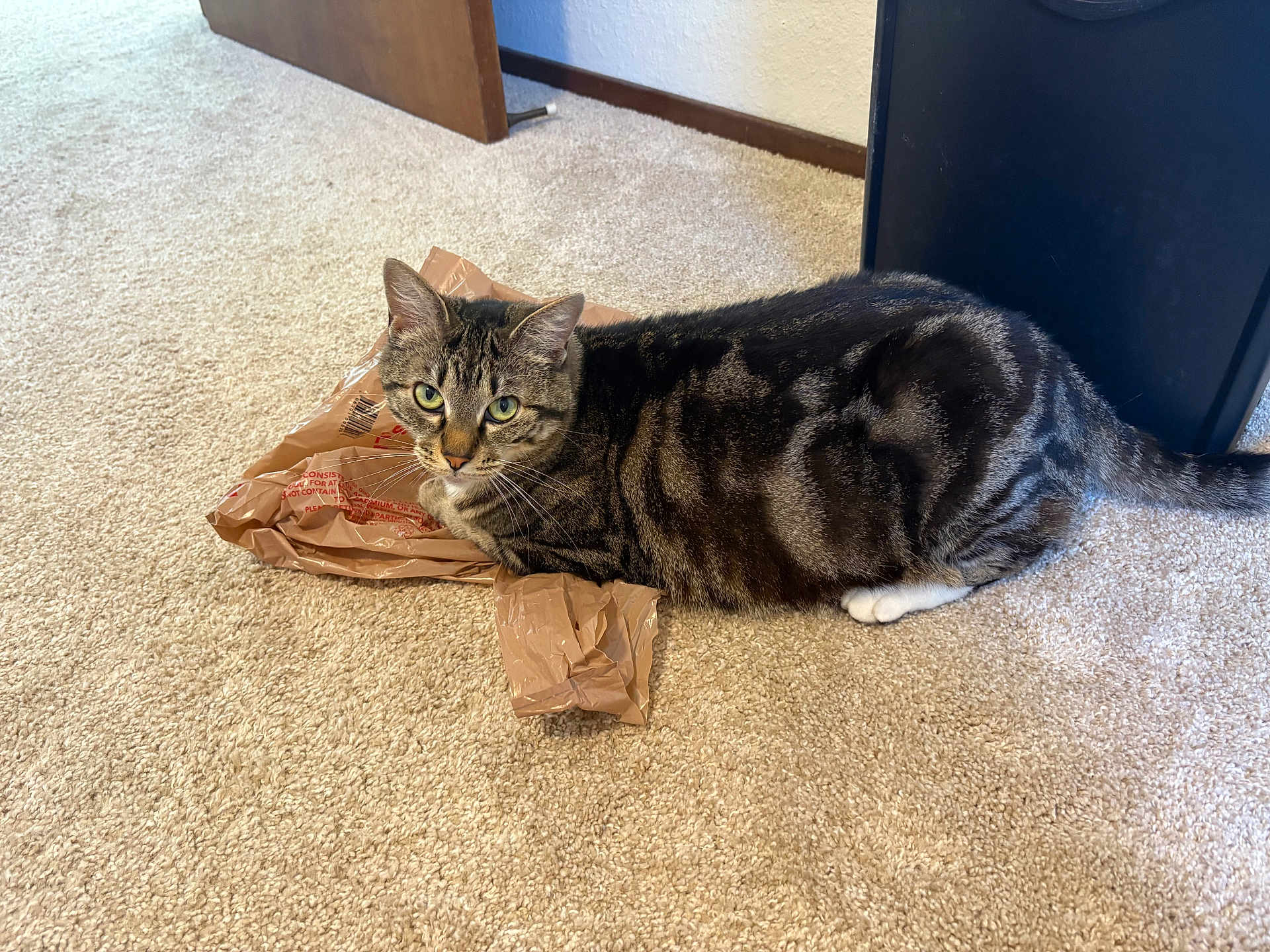 Pretty joined the competition — help win amazing prizes! tabby_cat, cat, plastic_bag, carpet, indoor, feline, pet, animal, green_eyes, door, floor, black_furniture, looking, curious, lying_down, domestic, whiskers, ears, tail, home