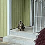 Pretty joined the competition — help win amazing prizes! cat, tabby_cat, porch, steps, concrete, house, door, screen_door, green_wall, outdoor, pet, animal, sitting, fur, whiskers, quiet, daytime, residential, plant, bush